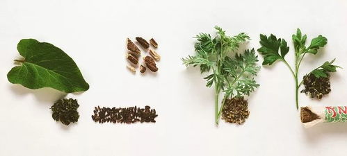 嗜睡無(wú)力肩頸痛，用“艾”喚醒身心 美好心選蘄艾種植，助您走出亞健康