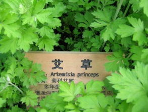 清明蘄艾正當(dāng)時(shí) 一味草藥掃惡寒，千年種植蘊(yùn)生機(jī)