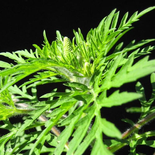 膝蓋疼痛難行？蘄艾種植助力緩解，農村土方溫暖人心