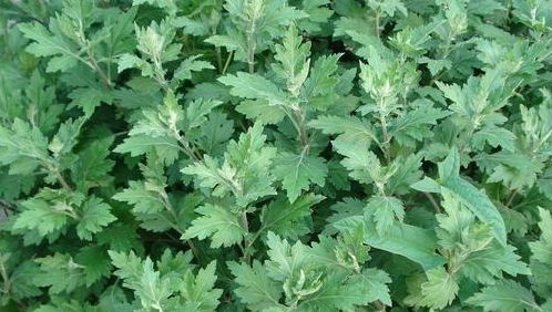 田間寶藏 蘄艾——不僅是美味野菜，更是避邪消毒的民間良藥
