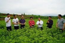 楚江鎮蘄艾種植加工項目被列為省級“同心項目”，推動中醫藥產業發展新篇章