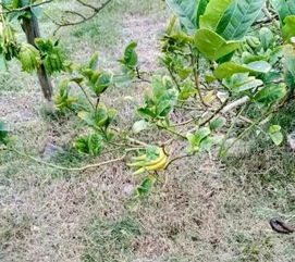 檸檬奇遇記 瀝林工廠驚現奇特“檸檬果”，背后竟是蘄艾種植新探索？