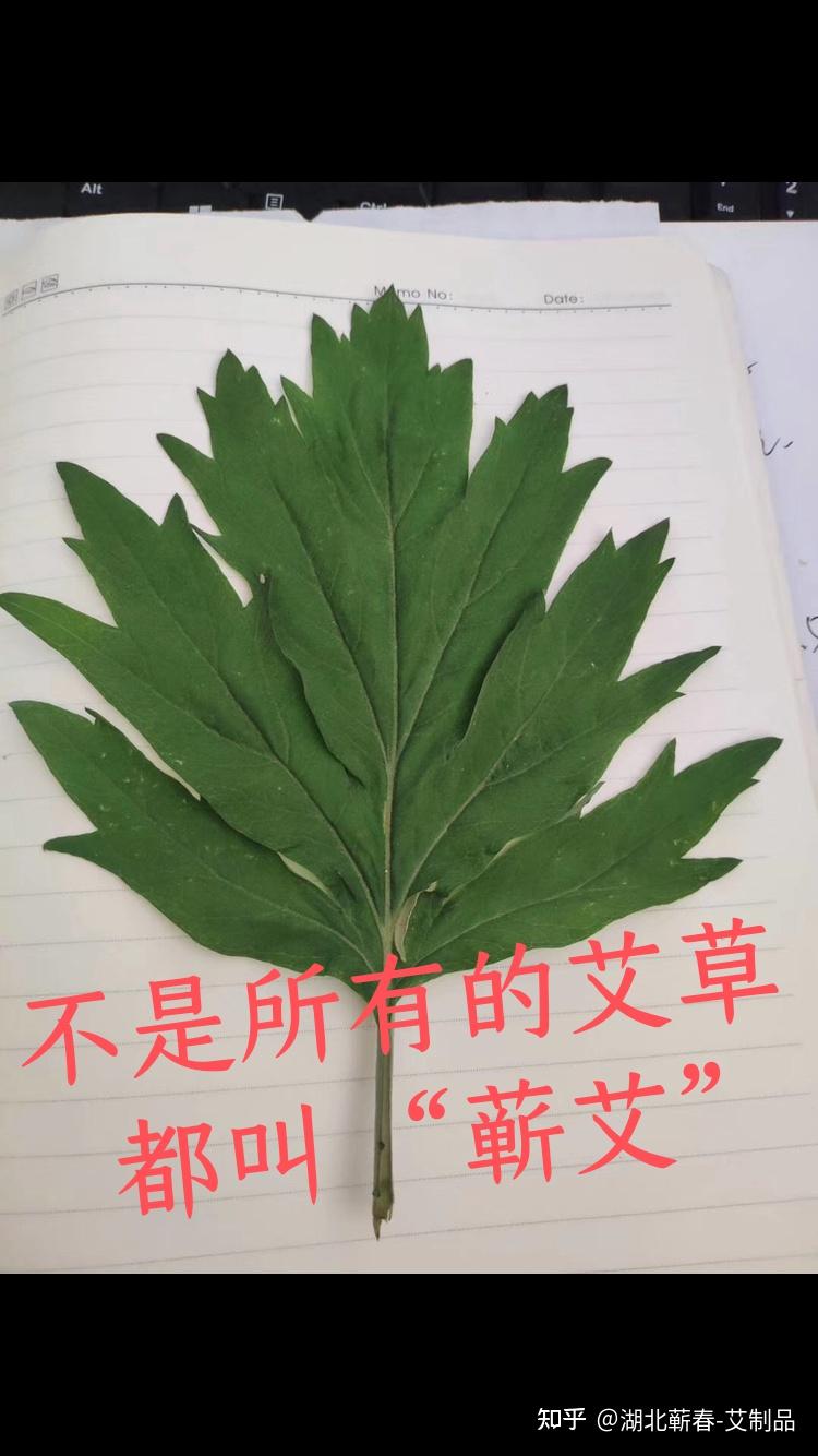 不是所有的艾草，都叫“蘄艾”——揭秘蘄艾種植的獨特之道